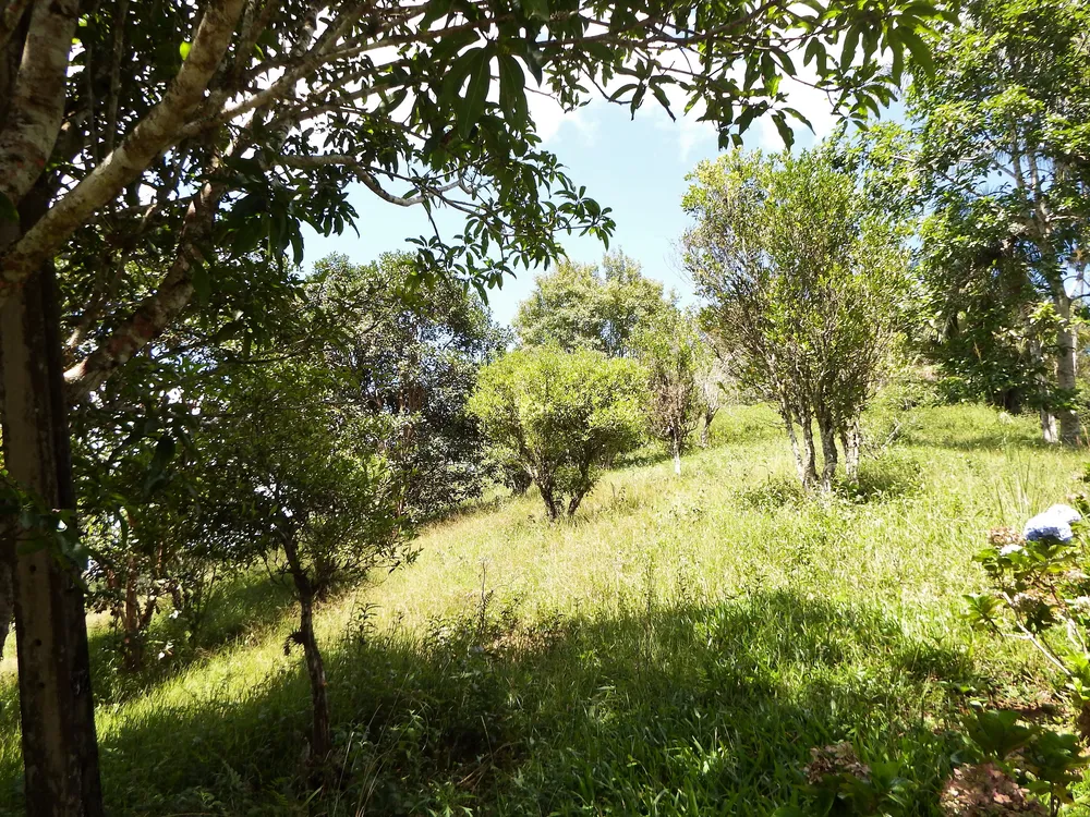 Sítio, 4 quartos, 4 hectares - Foto 16