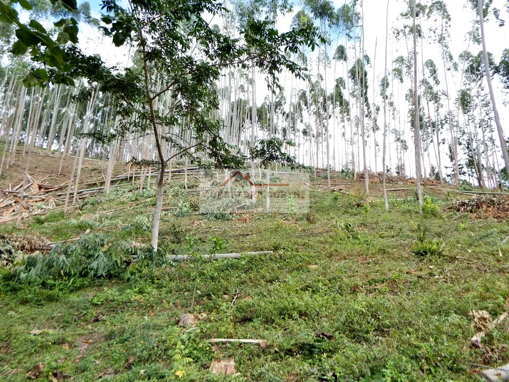 Sítio, 3 hectares - Foto 15