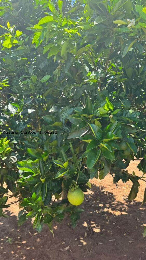 Chácara, 3 quartos, 2300 m² - Foto 4