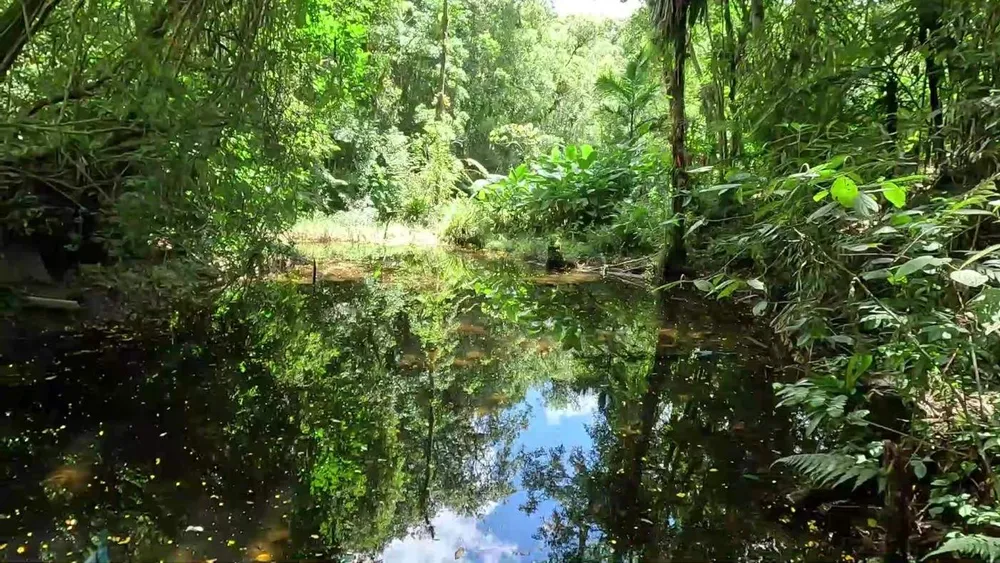Sítio, 5 quartos, 3 hectares - Foto 4