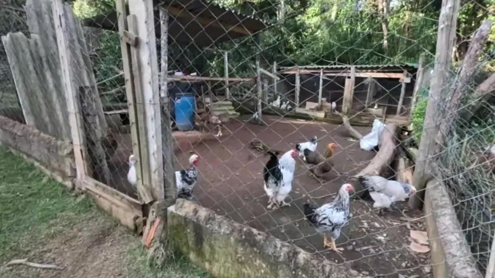 Chácara, 2 quartos, 2 hectares - Foto 14