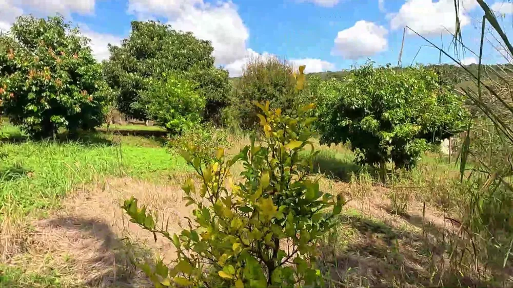 Sítio, 4 quartos, 2 hectares - Foto 4