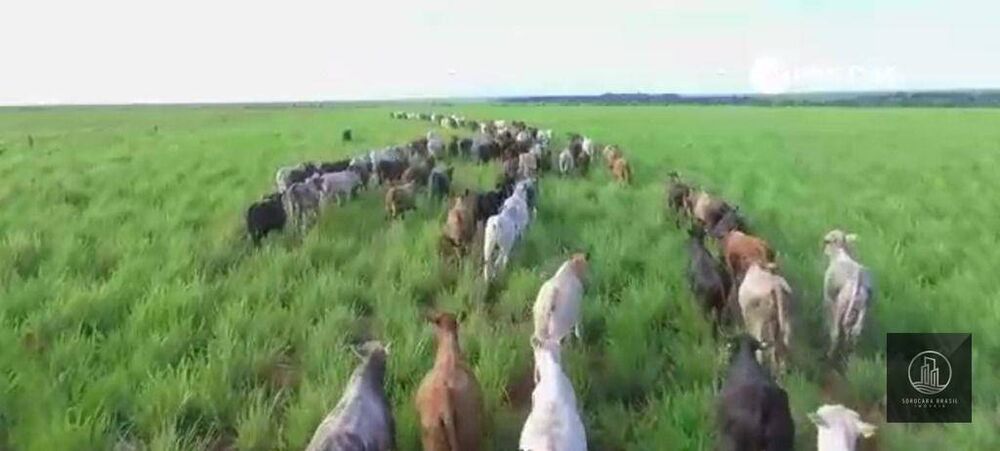 Fazenda, 89000 hectares - Foto 7