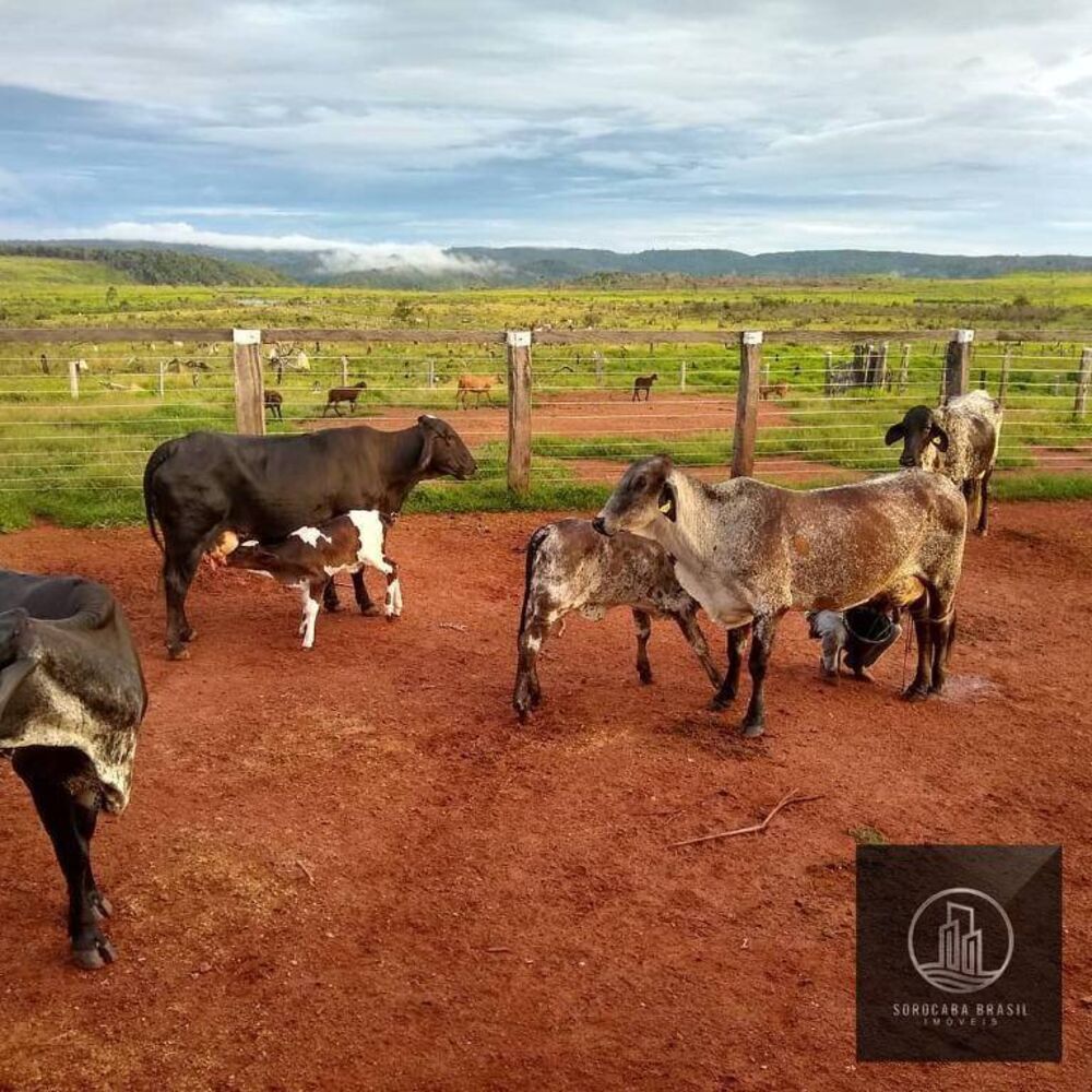 Fazenda-Sítio-Chácara, 4356 hectares - Foto 4