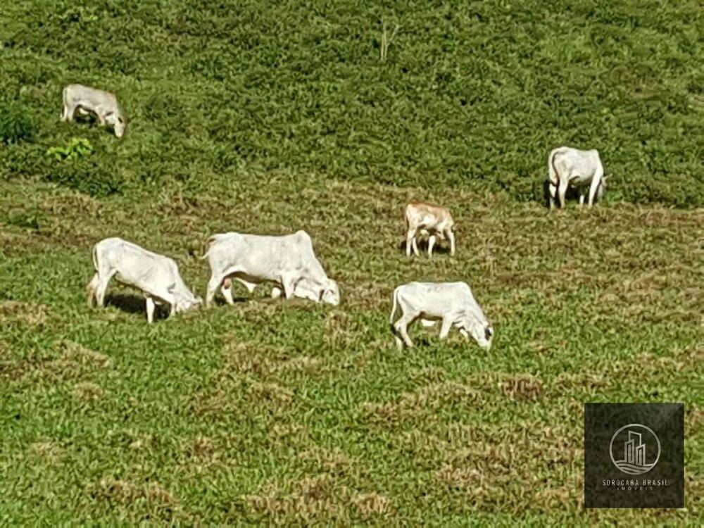 Fazenda, 20 hectares - Foto 6