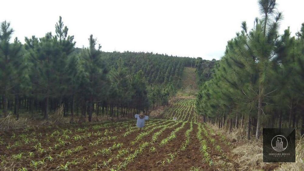 Fazenda, 339 hectares - Foto 4