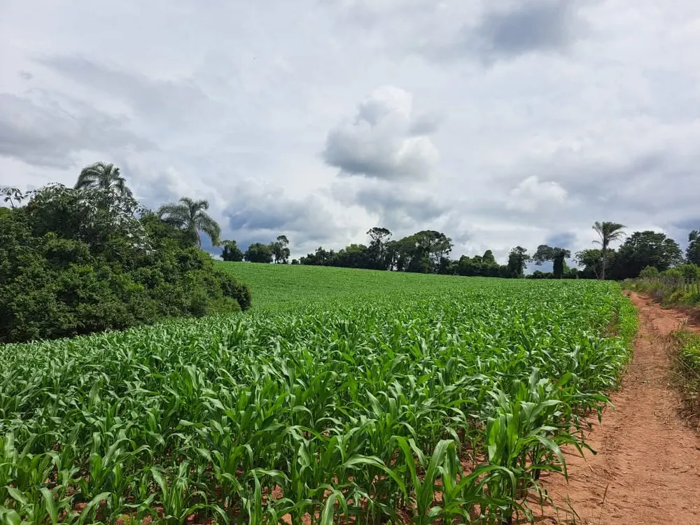 Terreno, 7 hectares - Foto 4
