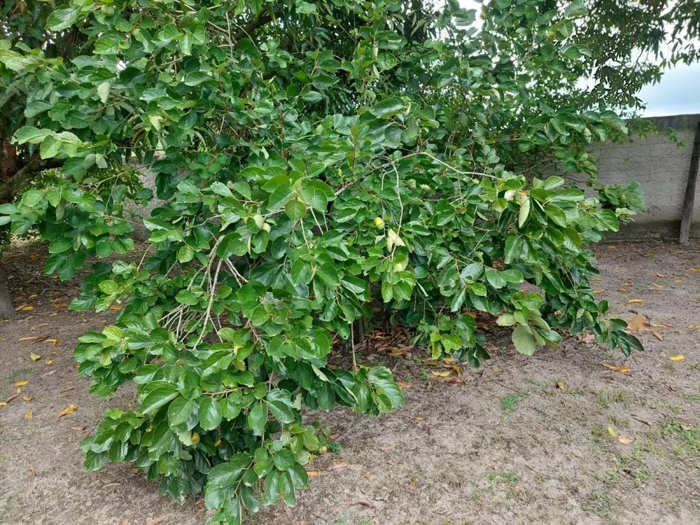 Sítio, 3 quartos, 200 m² - Foto 15