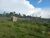 Fazenda, 2662 hectares - Foto 5