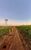 Fazenda, 1051 hectares - Foto 3