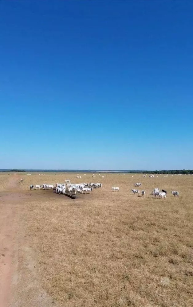 Fazenda, 1204 hectares - Foto 10