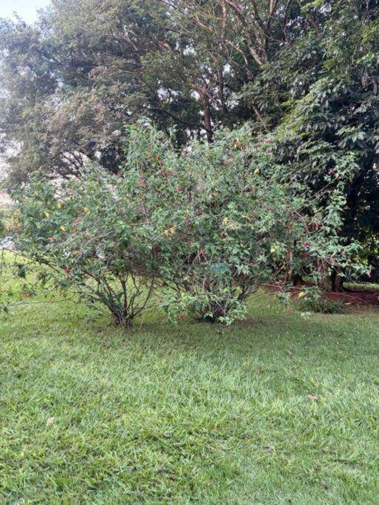 Chácara à venda com 3 quartos, 200m² - Foto 8