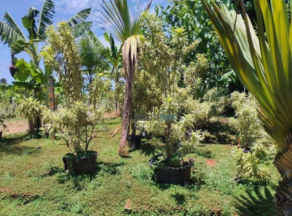 Chácara, 3 quartos, 2 hectares - Foto 12