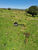 Fazenda-Sítio-Chácara, 400 hectares - Foto 1