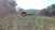 Fazenda, 260 hectares - Foto 3