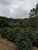 Fazenda, 78 hectares - Foto 8