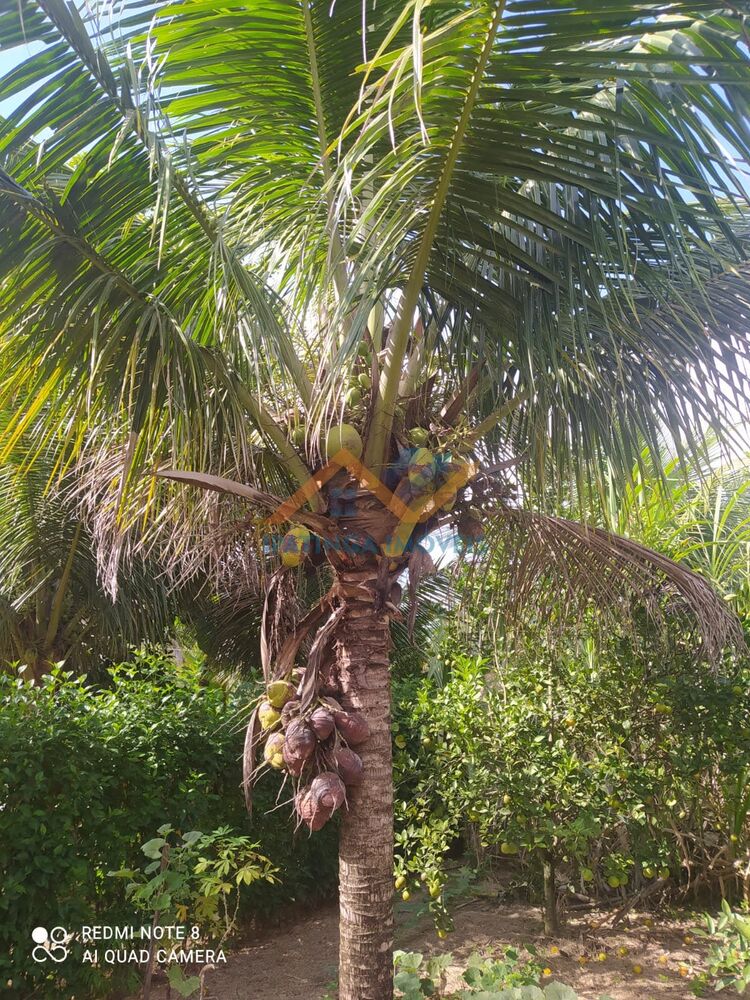 Chácara à venda com 3 quartos, 1500m² - Foto 4