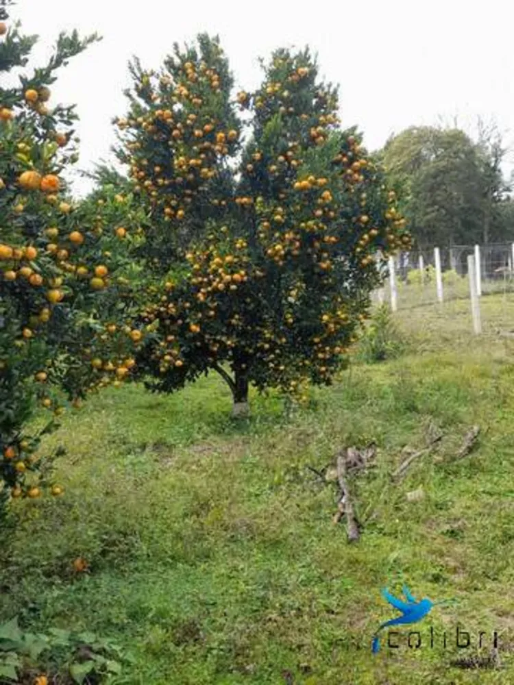 Chácara, 3 quartos, 3 hectares - Foto 19