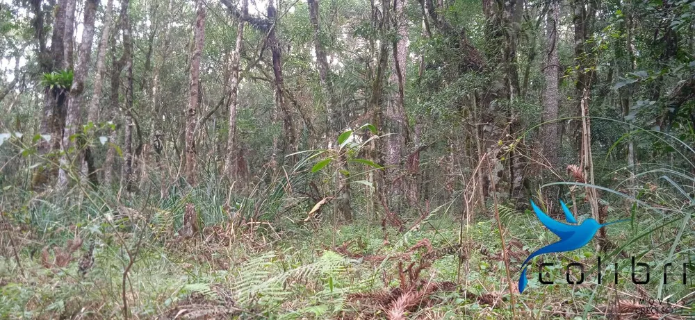 Chácara, 1 quarto, 9 hectares - Foto 14
