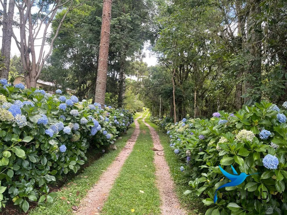Sítio, 13 quartos, 13 hectares - Foto 6