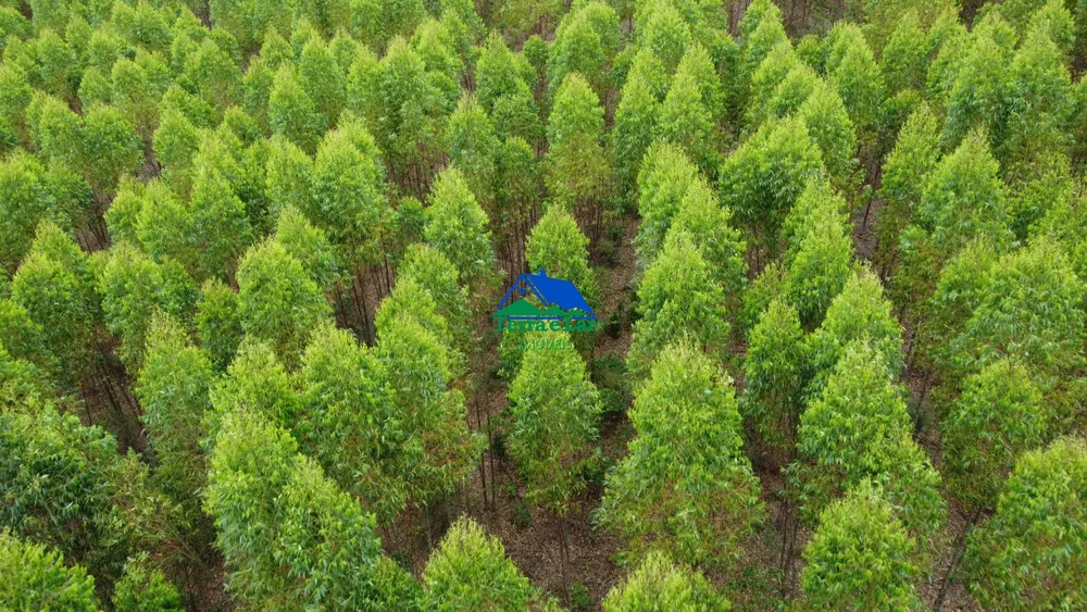 Fazenda, 121 hectares - Foto 6