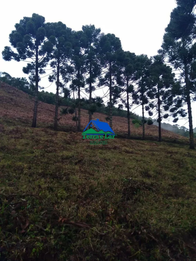 Sítio, 3 quartos, 47 hectares - Foto 4