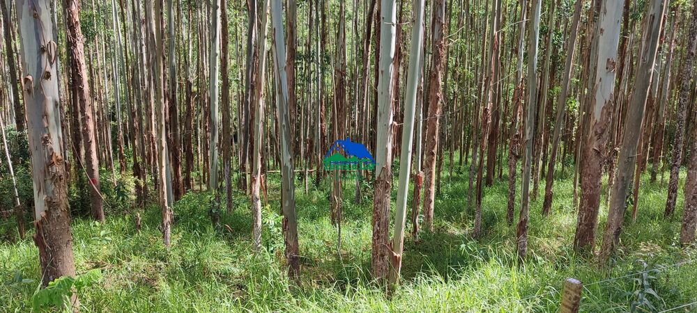 Terreno, 9 hectares - Foto 11