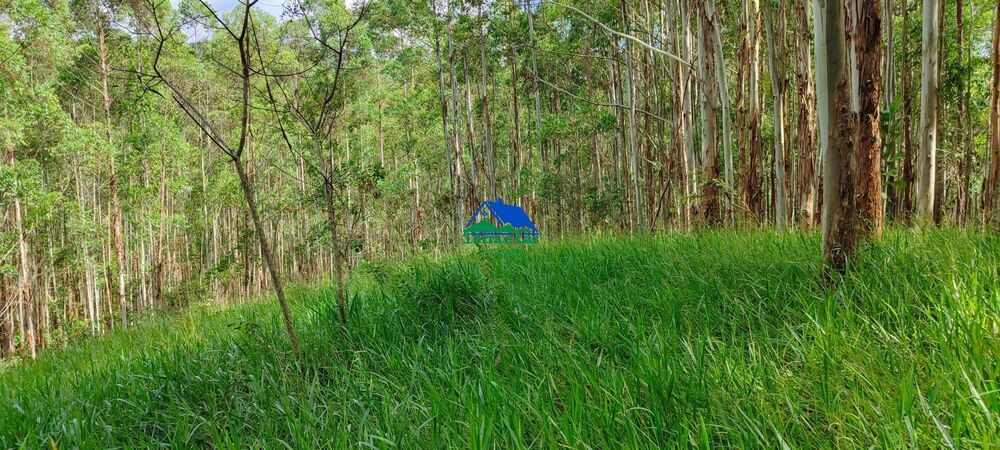 Terreno, 9 hectares - Foto 8