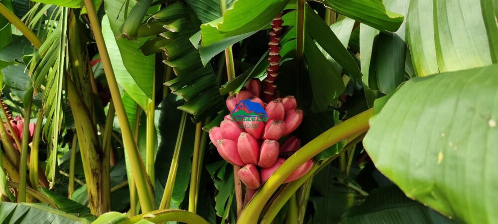 Sítio, 3 quartos, 3 hectares - Foto 3