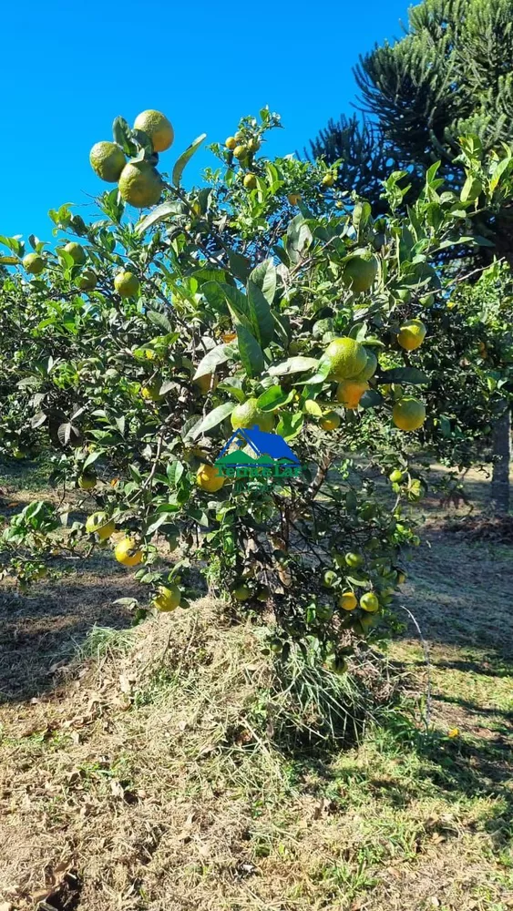 Sítio, 4 quartos, 25 hectares - Foto 15