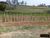 Sítio, 5 quartos, 20 hectares - Foto 1