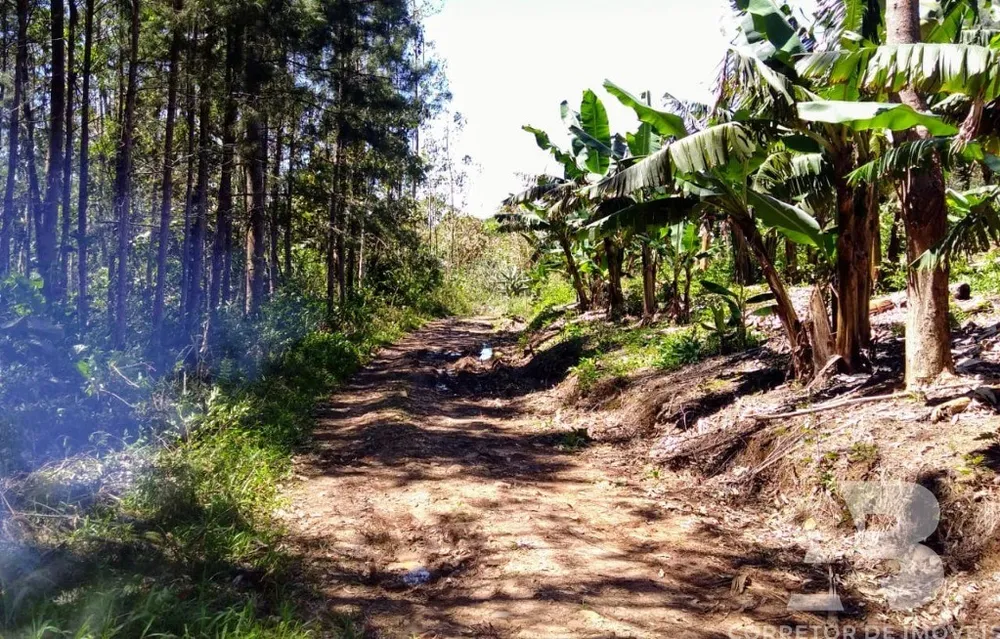 Sítio, 3 hectares - Foto 4