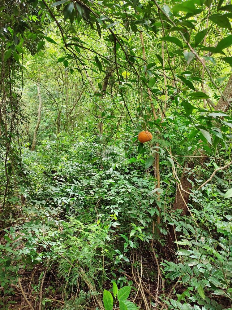 Terreno, 1 hectares - Foto 1