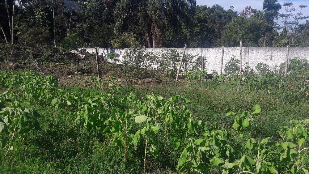 Terreno - Foto 4