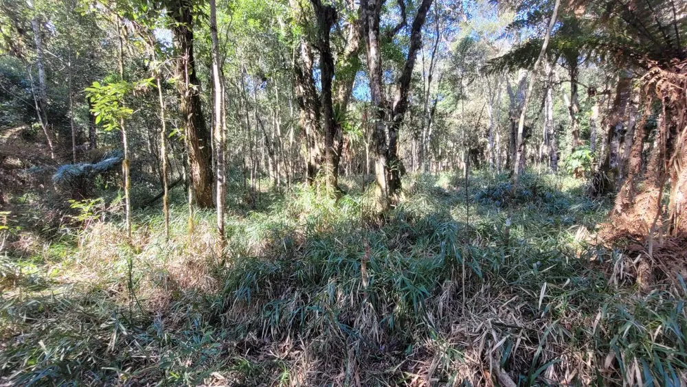 Terreno, 15 hectares - Foto 7