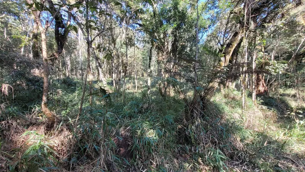 Terreno, 15 hectares - Foto 10