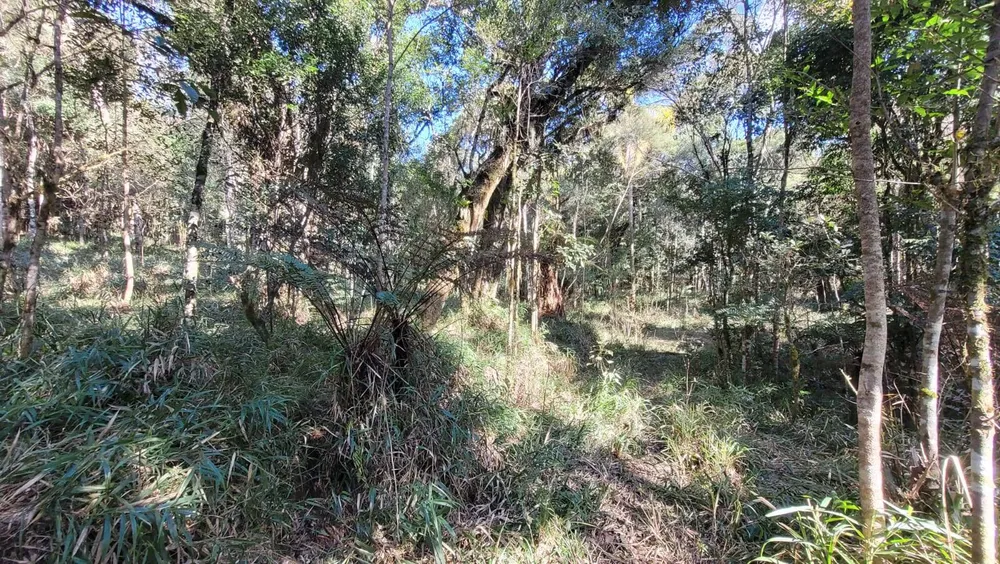 Terreno, 15 hectares - Foto 9