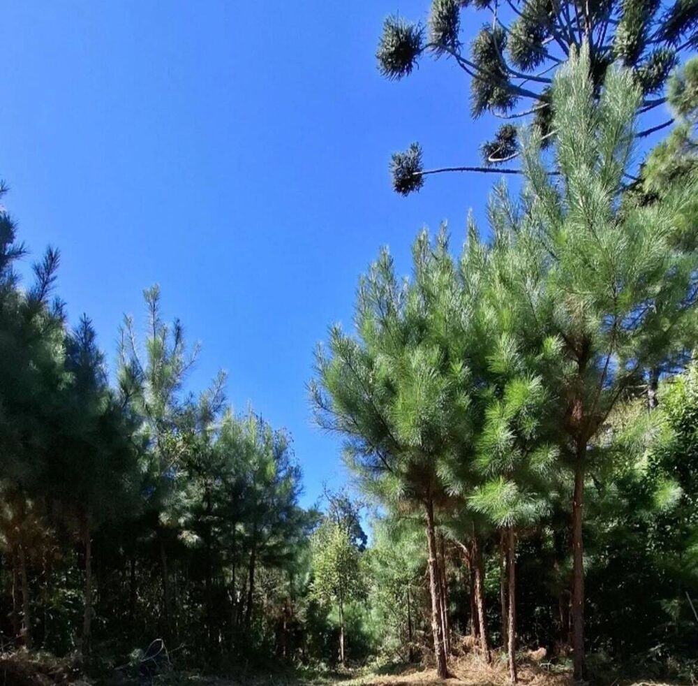 Terreno, 2 hectares - Foto 5