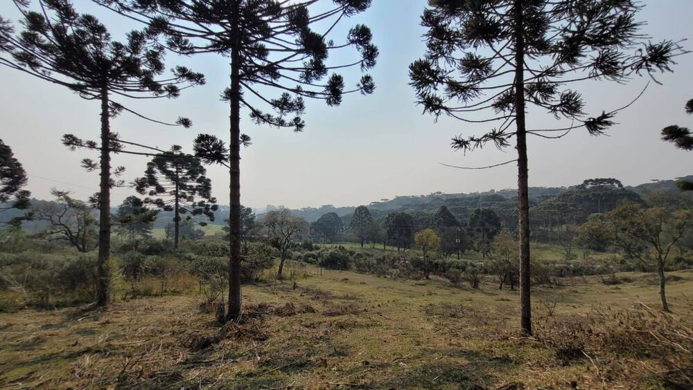 Terreno, 2 hectares - Foto 4