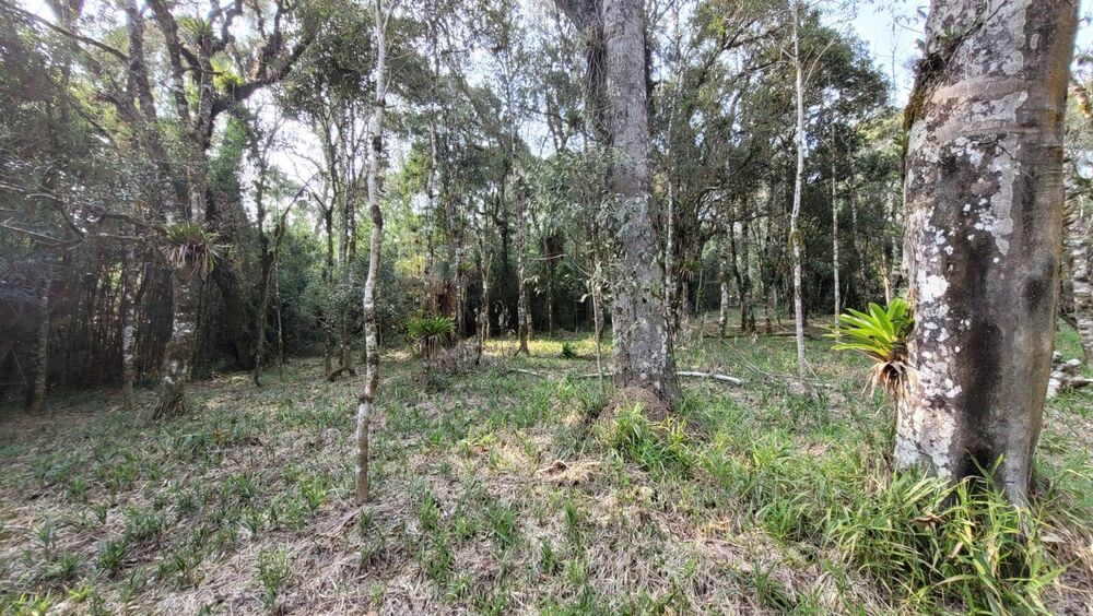 Terreno, 3000 m² - Foto 3