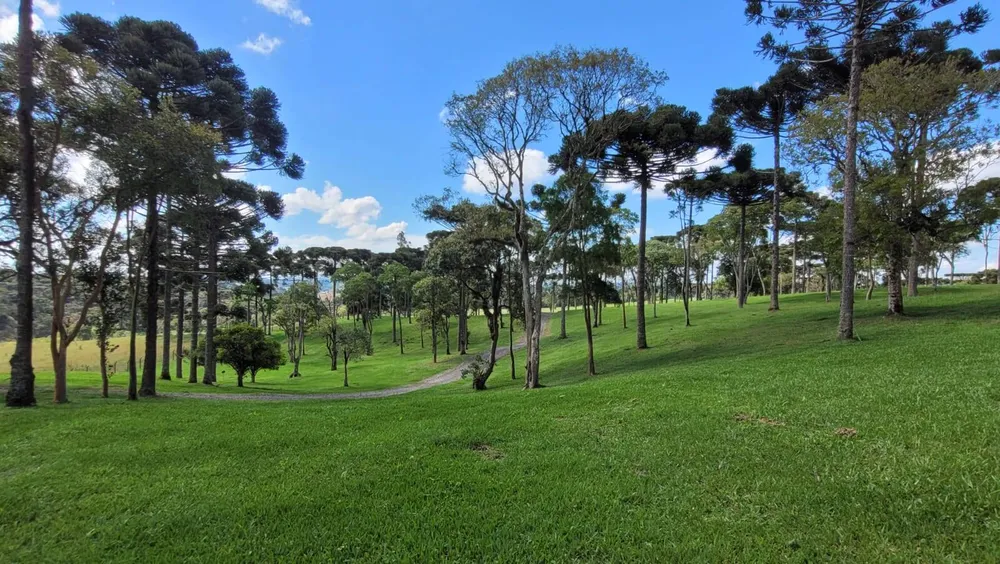 Terreno, 23 hectares - Foto 10