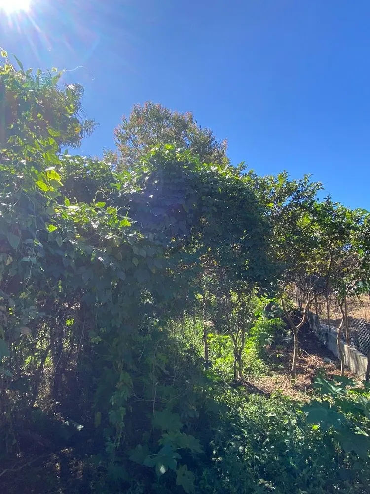 Terreno, 392 m² - Foto 5