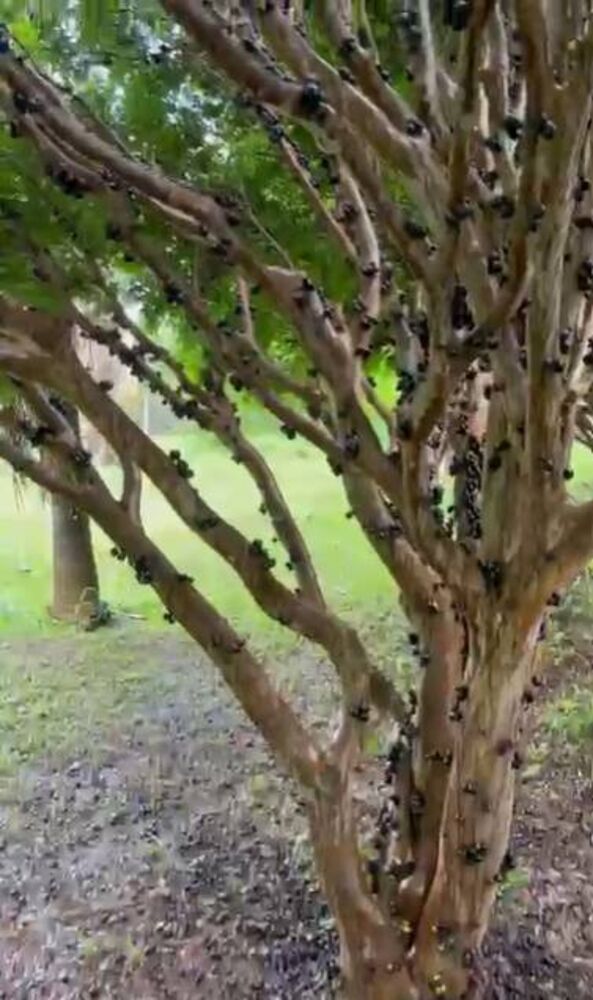 Fazenda à venda com 5 quartos, 10m² - Foto 3