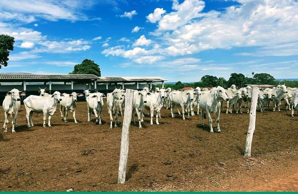 Terreno, 1000 m² - Foto 1