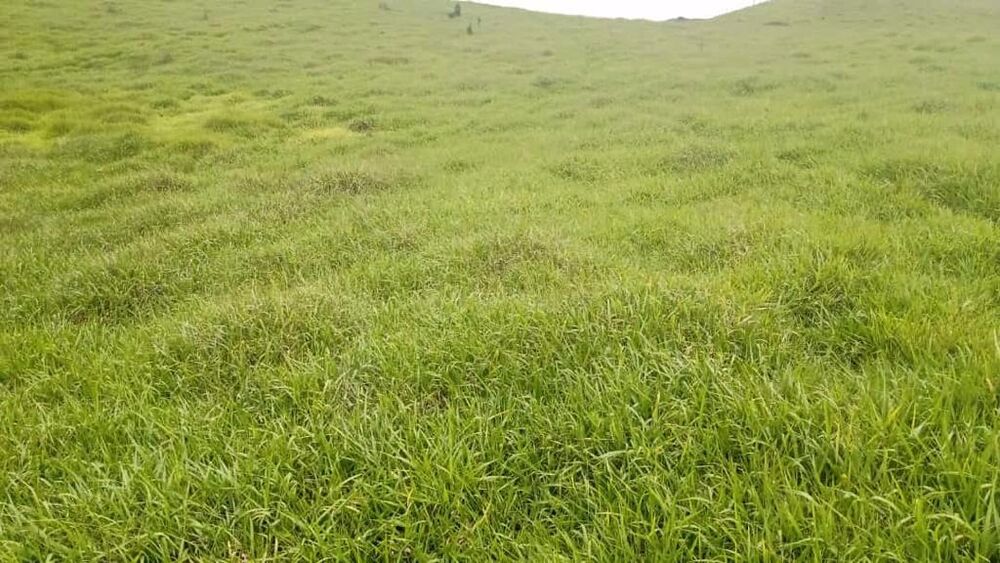 Sítio, 8 m² - Foto 10