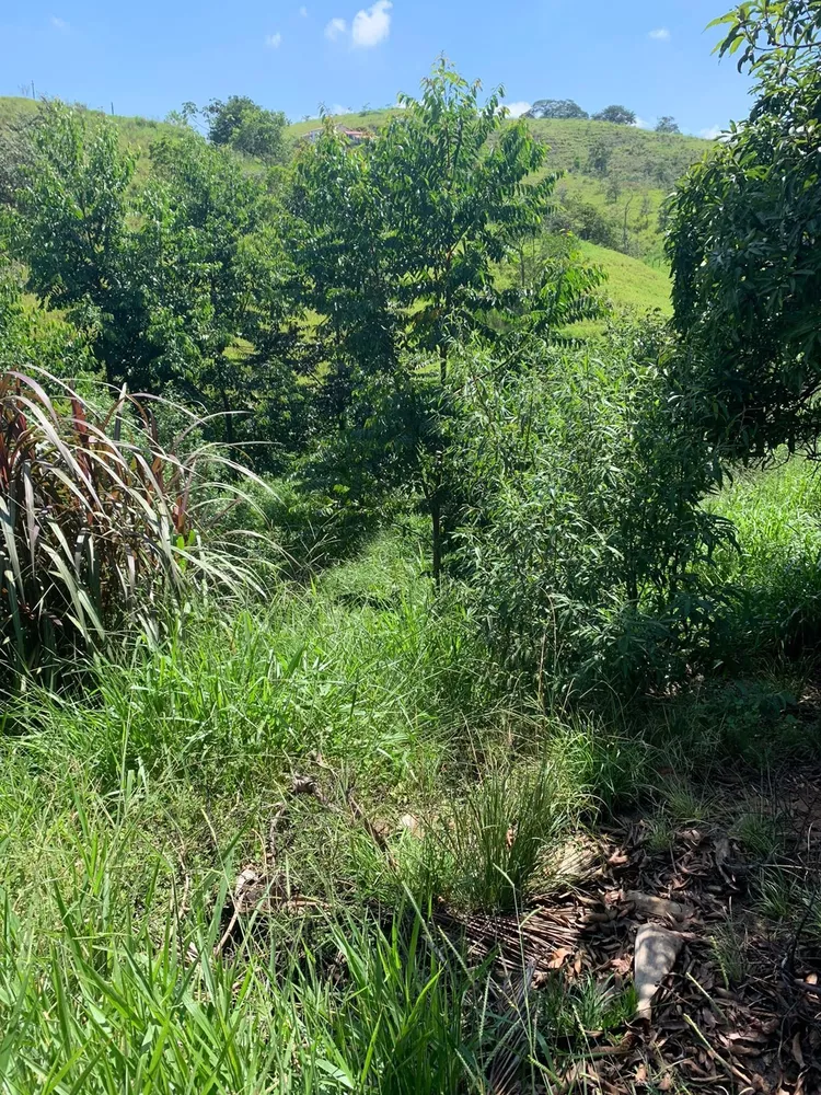 Fazenda à venda com 3 quartos, 2m² - Foto 8