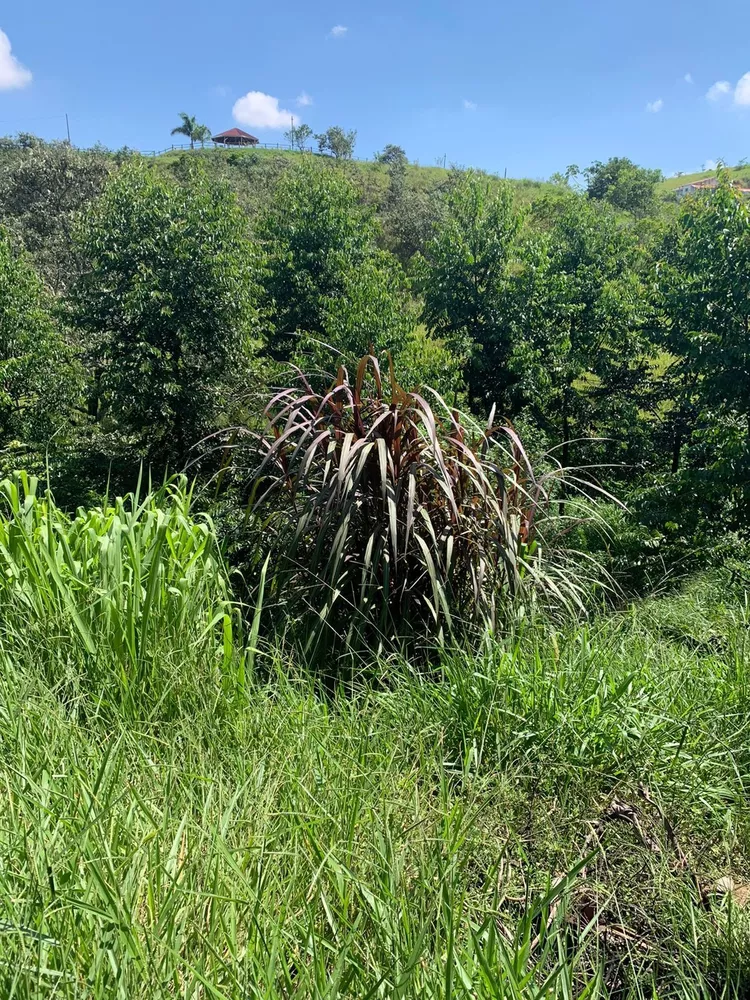 Fazenda à venda com 3 quartos, 2m² - Foto 11