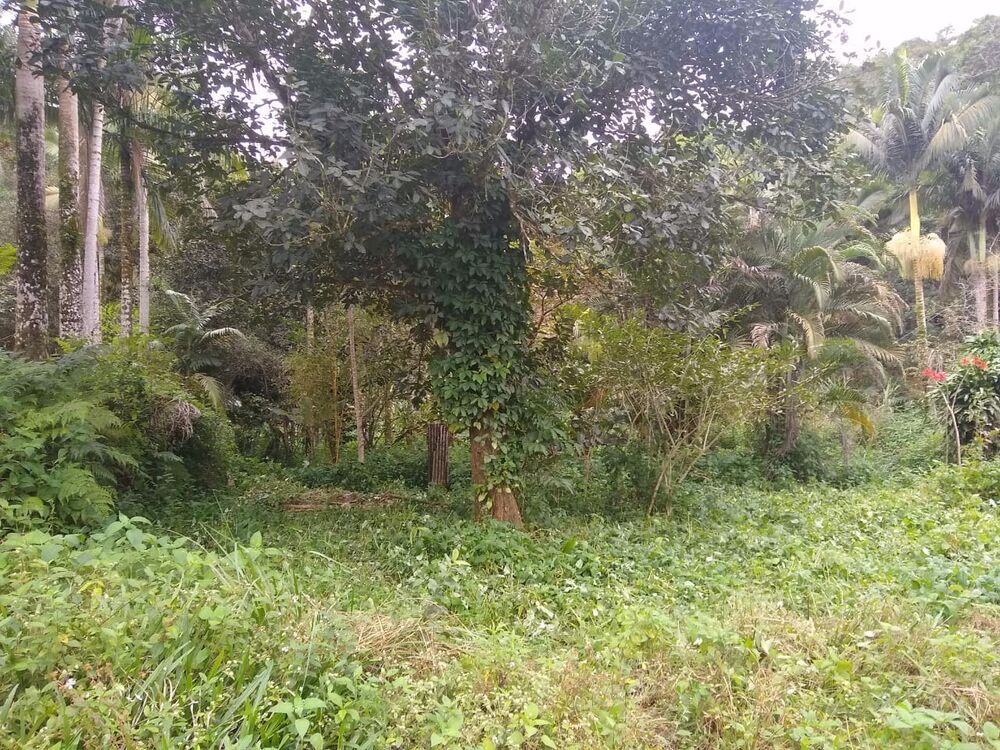 Sítio à venda com 2 quartos, 10m² - Foto 8