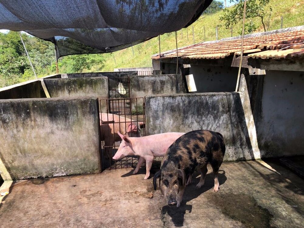 Fazenda à venda, 225m² - Foto 18