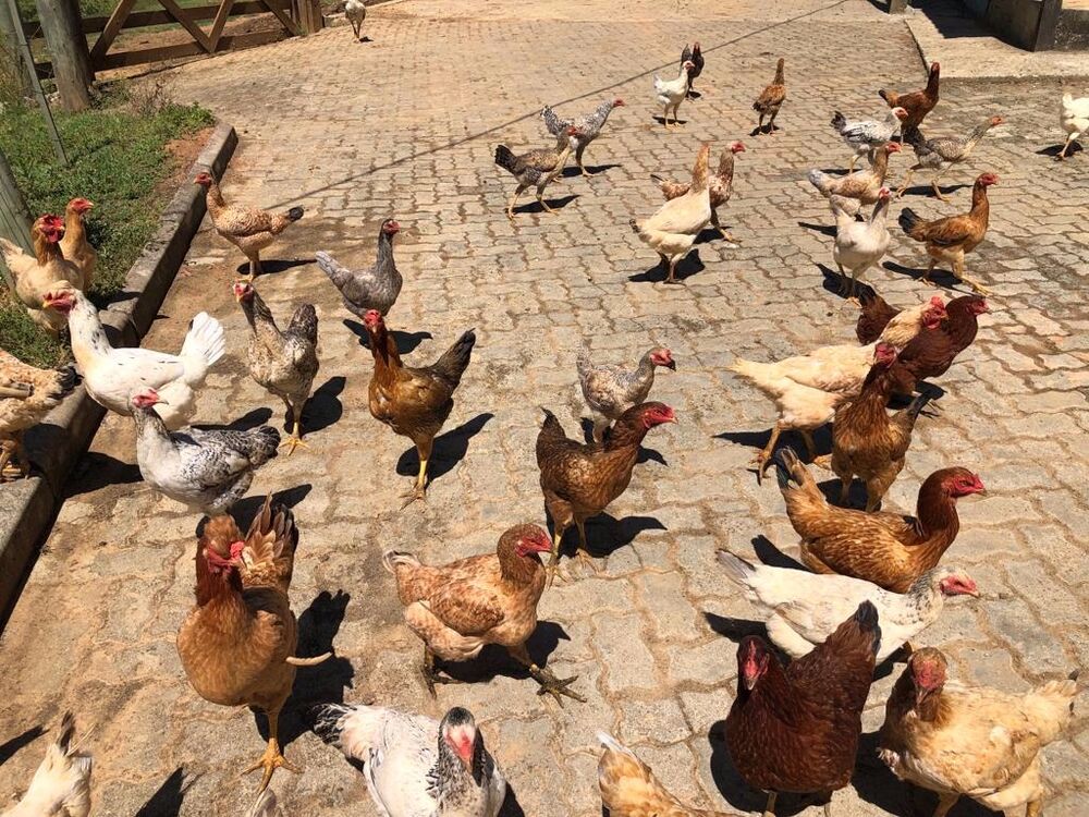 Fazenda à venda, 225m² - Foto 11